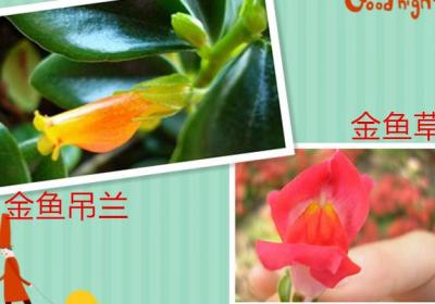 金鱼草和金鱼吊兰是一种植物吗