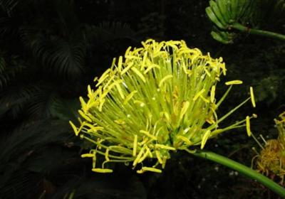 龙舌兰开不开花