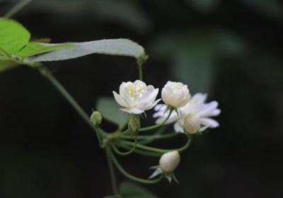 万里香花图欣赏