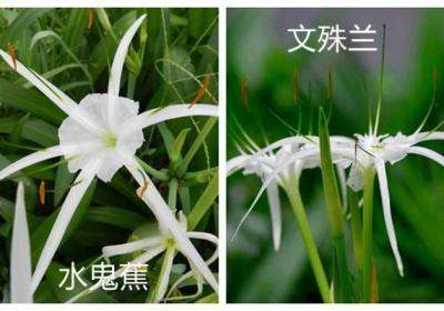 水鬼蕉和文殊兰的区别