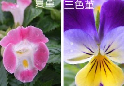 夏堇和三色堇的区别