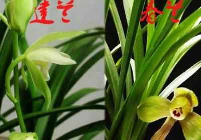 建兰与寒兰有什么区别