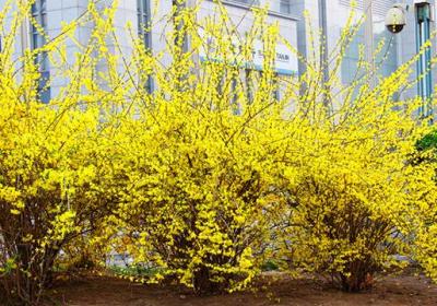 连翘与迎春花的区别