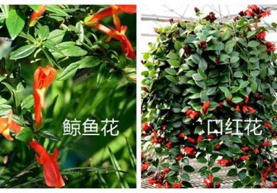 鲸鱼花和口红花的区别