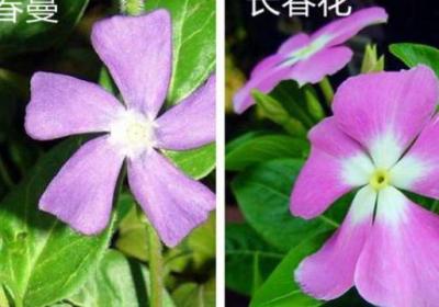 长春蔓和长春花的区别