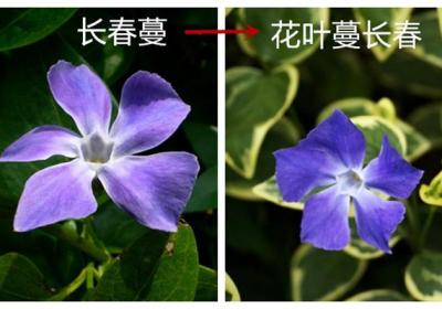 长春蔓的变异品种