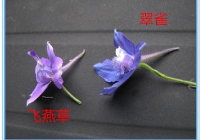 怎么区别飞燕草和翠雀