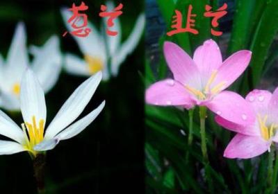 葱兰与韭兰的区别