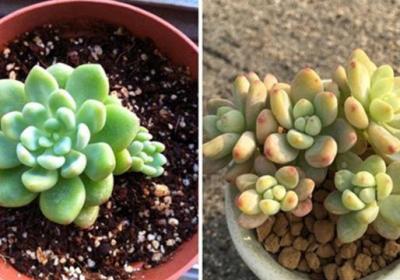 凝脂莲和劳尔的区别