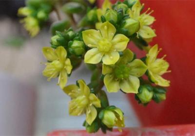小玉开完花会死吗