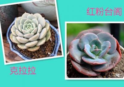红粉台阁和克拉拉的区别