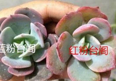 红粉台阁和蓝粉台阁的区别