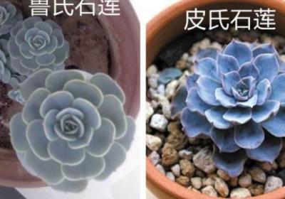 鲁氏石莲和皮氏石莲的区别
