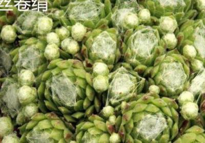蛛丝卷绢和毛卷娟、红卷娟的区别