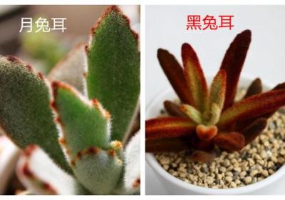 月兔耳和黑兔耳的区别
