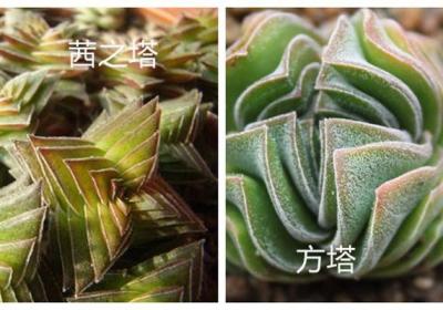 茜之塔和方塔的区别