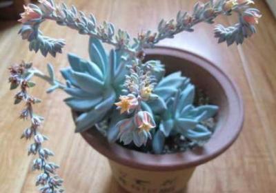 霜之朝的花语是什么