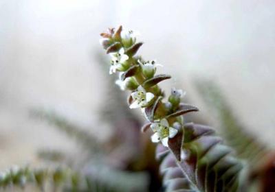 茜之塔开花吗