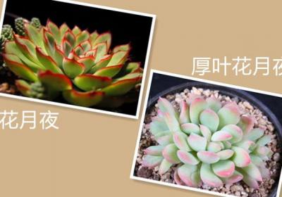 花月夜与厚叶花月夜的区别