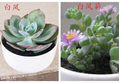 白凤和白凤菊的区别