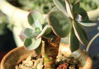 多肉植物白凤怎么养