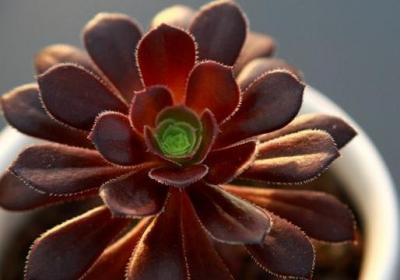 黑法师和紫羊绒怎么区别