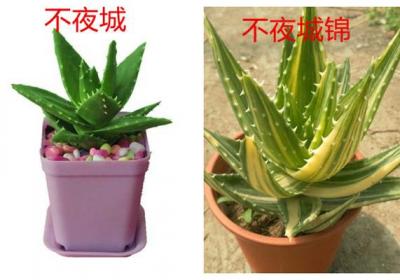 不夜城和不夜城锦的区别