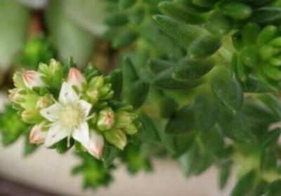 白花小松什么时候开花