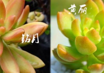 怎么区别黄丽和铭月