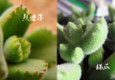 熊童子与猫爪有什么区别