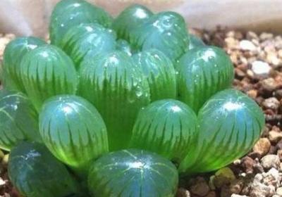 玉露开花会死吗