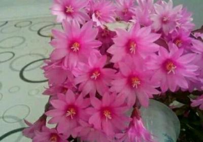 落花之舞与仙人指的区别