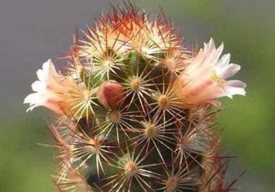 金手指开花吗