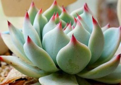 吉娃莲开花了 !