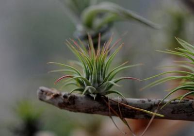空气凤梨——谁都能养活的精灵植物
