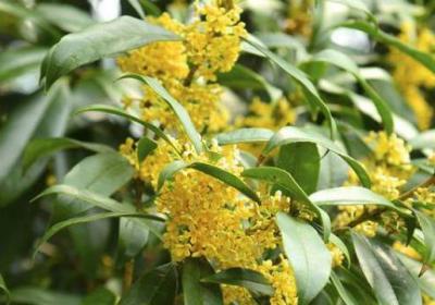常见桂花的品种分类