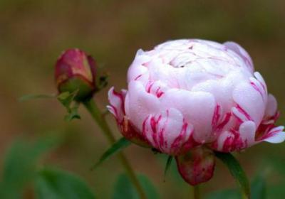 芍药的常见品种