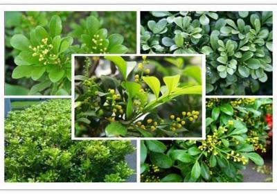 米兰花品种大全