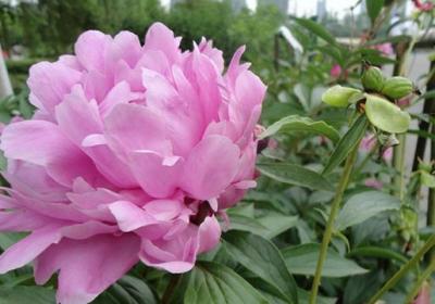 芍药的花语是什么