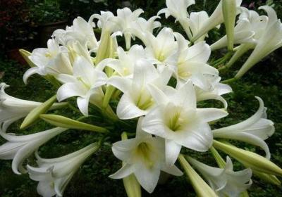 百合花图片