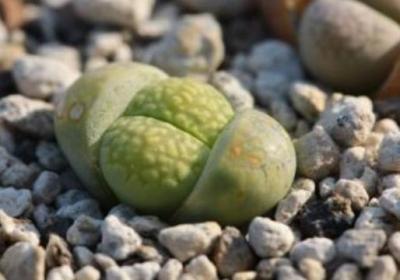 生石花什么时候开花