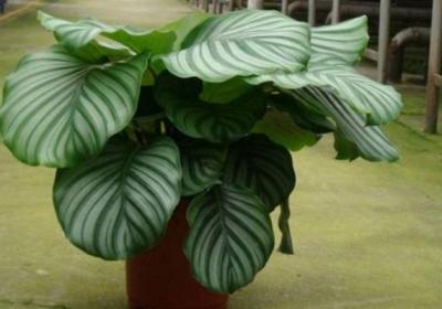 观叶植物的养护要点