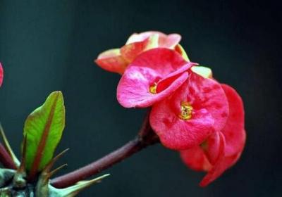 虎刺梅的花语