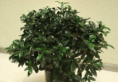 非洲茉莉什么时候开花