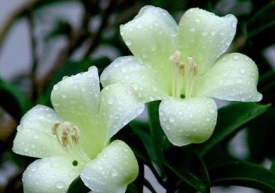 非洲茉莉的养殖方法和注意事项