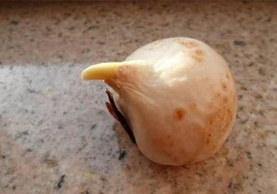 郁金香养殖的几种常见问题