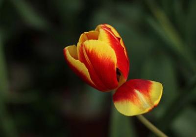 郁金香的花期多长