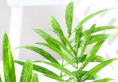 袖珍椰子养殖注意事项