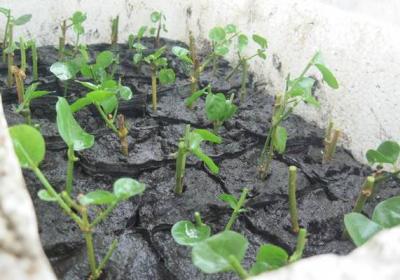 盆栽茉莉花扦插后的管理