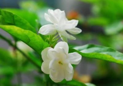 茉莉花的常见品种